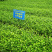 安吉白茶茶树苗南方种植龙井苗早茶苗观音绿茶福建苗圃直销