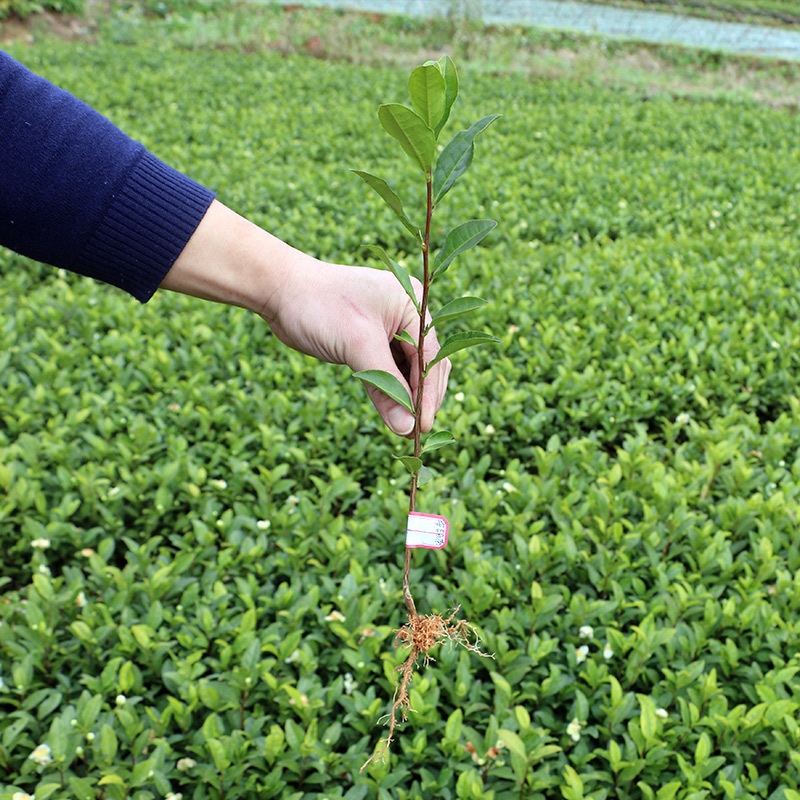 安吉白茶茶树苗南方种植龙井苗早茶苗观音绿茶福建苗圃直销