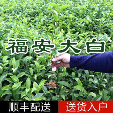 【全国批发】批发福安大白茶苗福建福安茶树苗一年生扦插繁殖