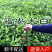 【全国批发】批发福安大白茶苗福建福安茶树苗一年生扦插繁殖