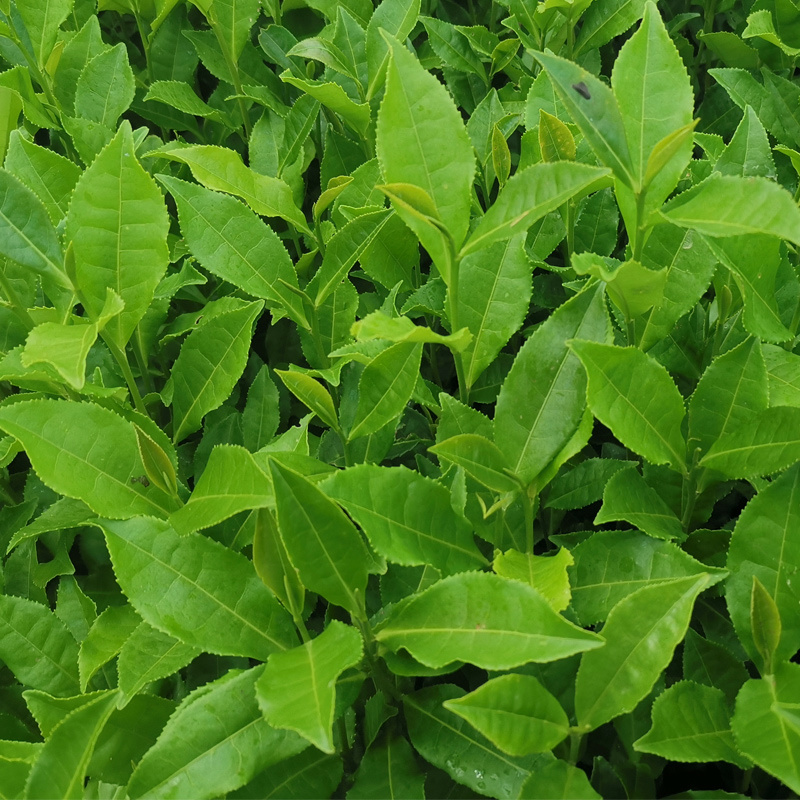 福安大白茶苗福建福安茶树苗绿茶春茶新茶苗圃茶苗批发