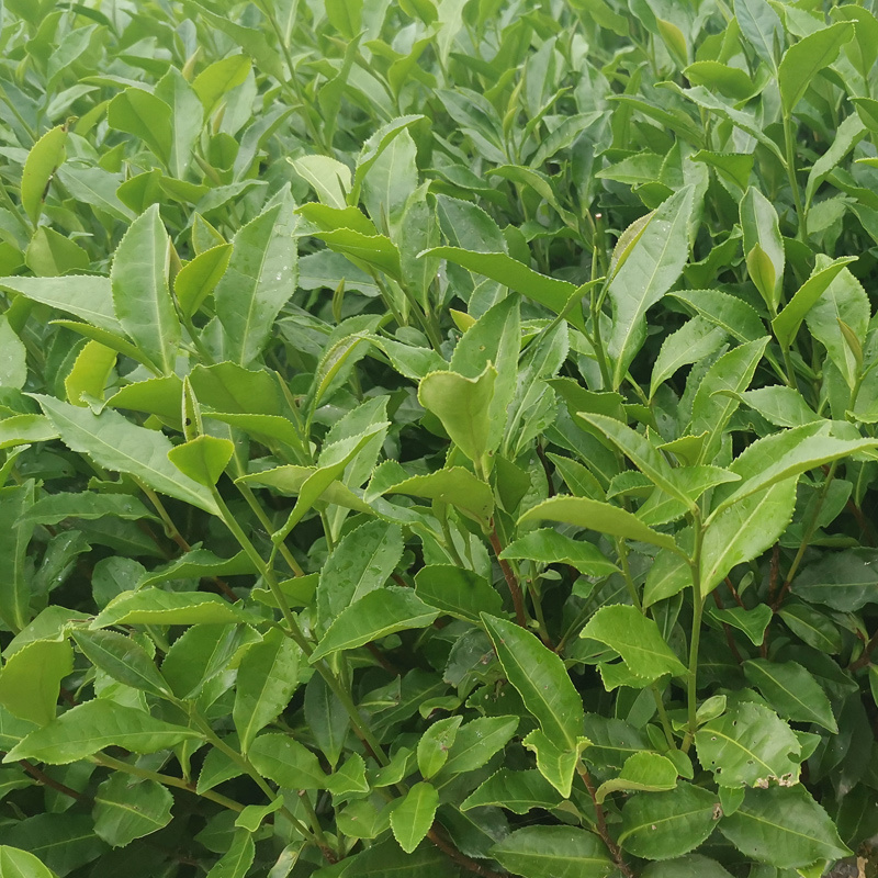 福安大白茶苗福建福安茶树苗绿茶春茶新茶苗圃茶苗批发