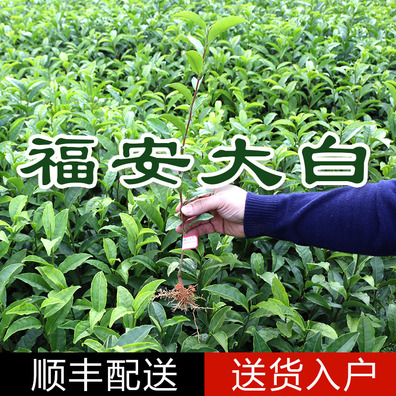 福安大白茶苗福建福安茶树苗绿茶春茶新茶苗圃茶苗批发