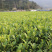 顺丰包邮安吉白茶茶树苗一年生冬插苗茶苗中茶108茶批发