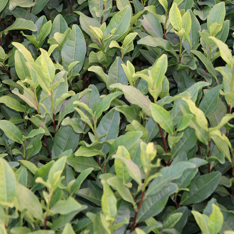 顺丰包邮安吉白茶茶树苗一年生冬插苗茶苗中茶108茶批发