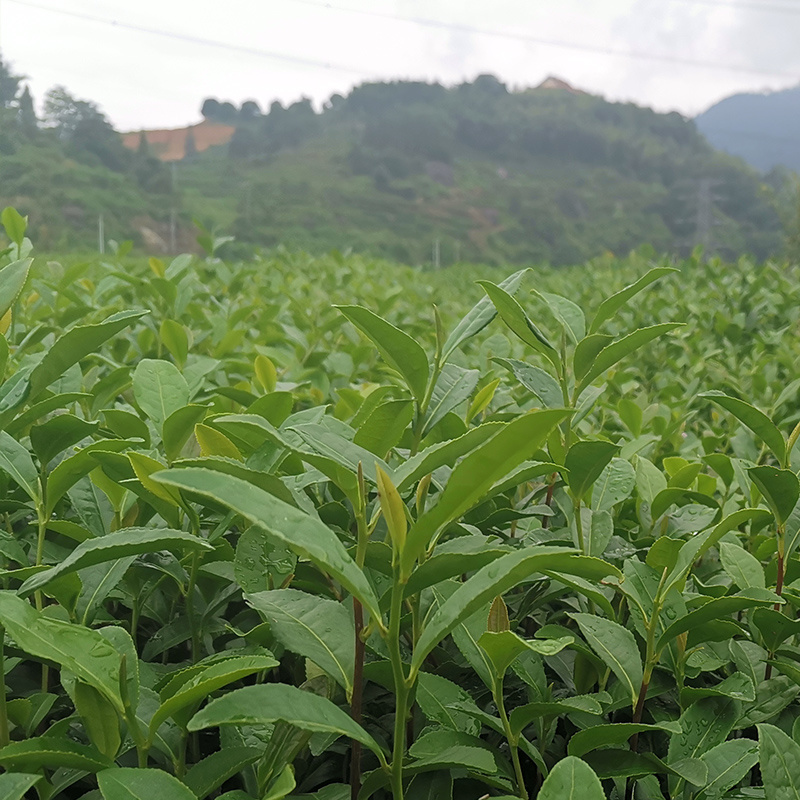 春波绿茶树苗南方种植龙井苗早茶苗福建苗圃直销