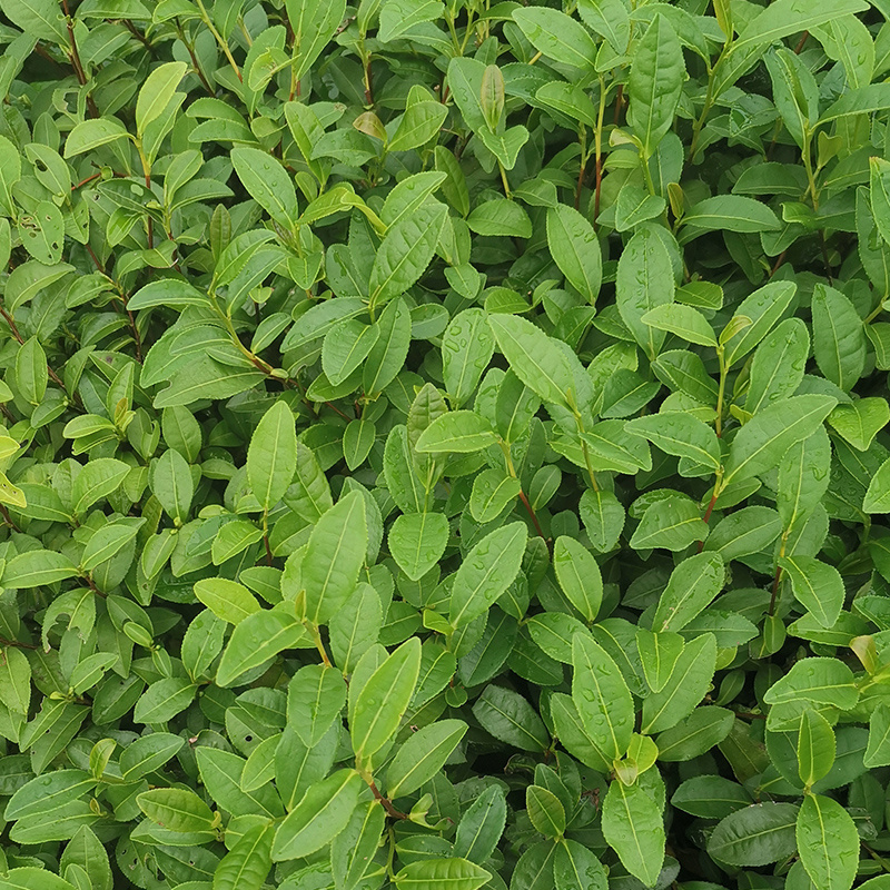 春波绿茶树苗南方种植龙井苗早茶苗福建苗圃直销