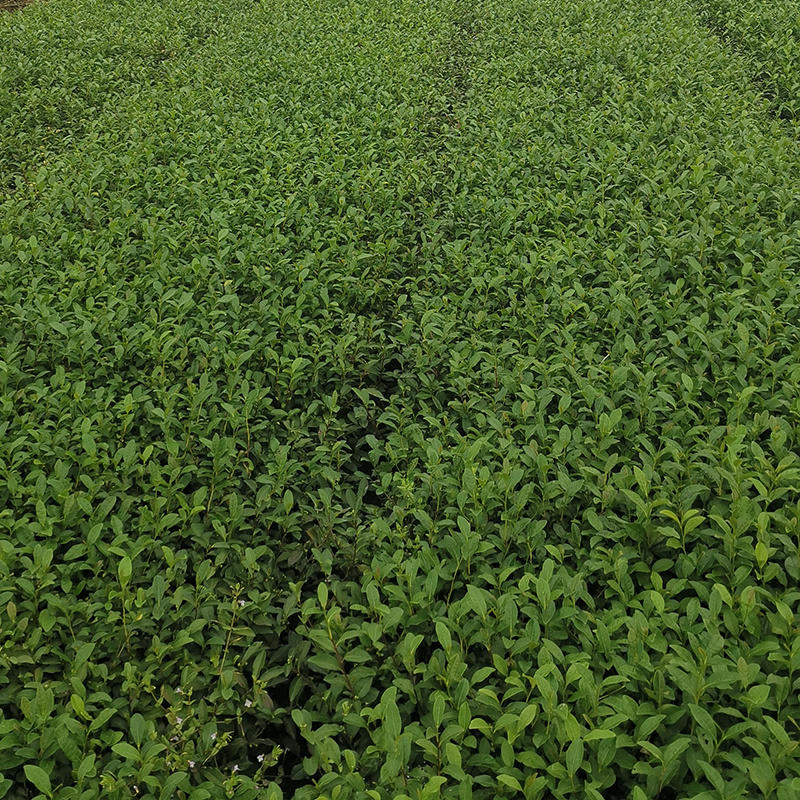 春波绿茶树苗南方种植龙井苗早茶苗福建苗圃直销