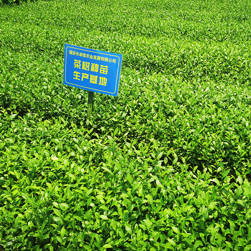 春波绿茶树苗南方种植龙井苗早茶苗福建苗圃直销