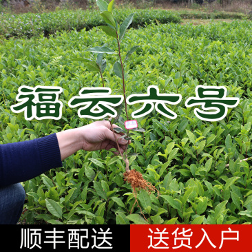 福云六号茶树苗一年生冬插苗扦插繁殖福建福安直销