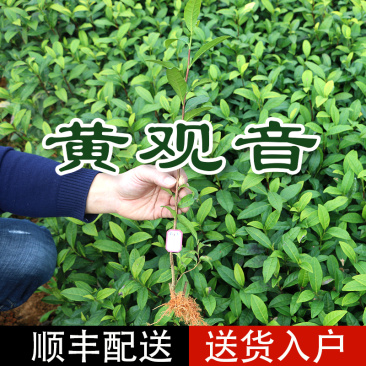 黄观音茶树苗福建福安茶苗绿茶白茶厂家批发