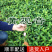黄观音茶树苗福建福安茶苗绿茶白茶厂家批发