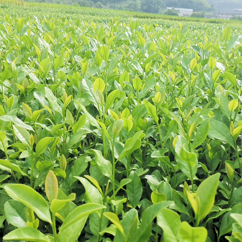金牡丹茶树苗绿茶春茶新茶苗圃茶苗福建福安批发