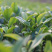 金牡丹茶树苗绿茶春茶新茶苗圃茶苗福建福安批发
