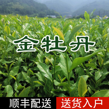 金牡丹茶树苗绿茶春茶新茶苗圃茶苗福建福安批发