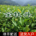 金牡丹茶树苗绿茶春茶新茶苗圃茶苗福建福安批发