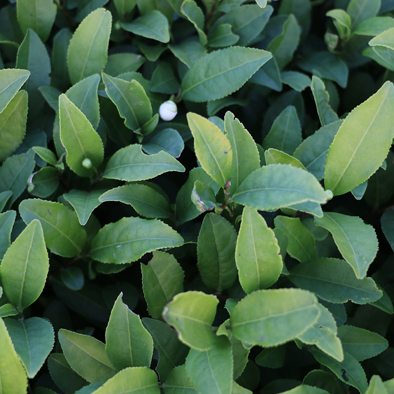 金牡丹茶树苗绿茶春茶新茶苗圃茶苗福建福安批发