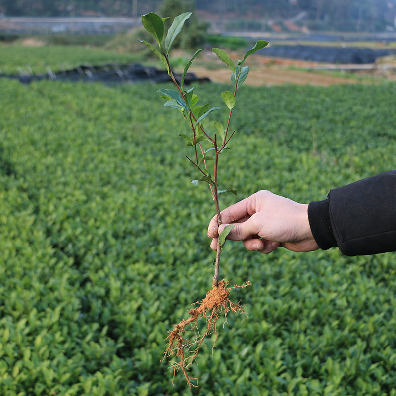 金牡丹茶树苗绿茶春茶新茶苗圃茶苗福建福安批发
