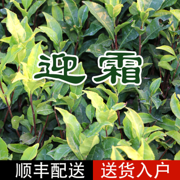 迎霜茶树苗观音绿茶南方种植龙井苗早茶苗福建苗圃直销