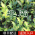 迎霜茶树苗观音绿茶南方种植龙井苗早茶苗福建苗圃直销