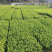 迎霜茶树苗观音绿茶南方种植龙井苗早茶苗福建苗圃直销