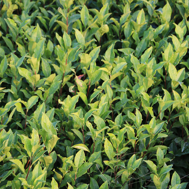 迎霜茶树苗观音绿茶南方种植龙井苗早茶苗福建苗圃直销