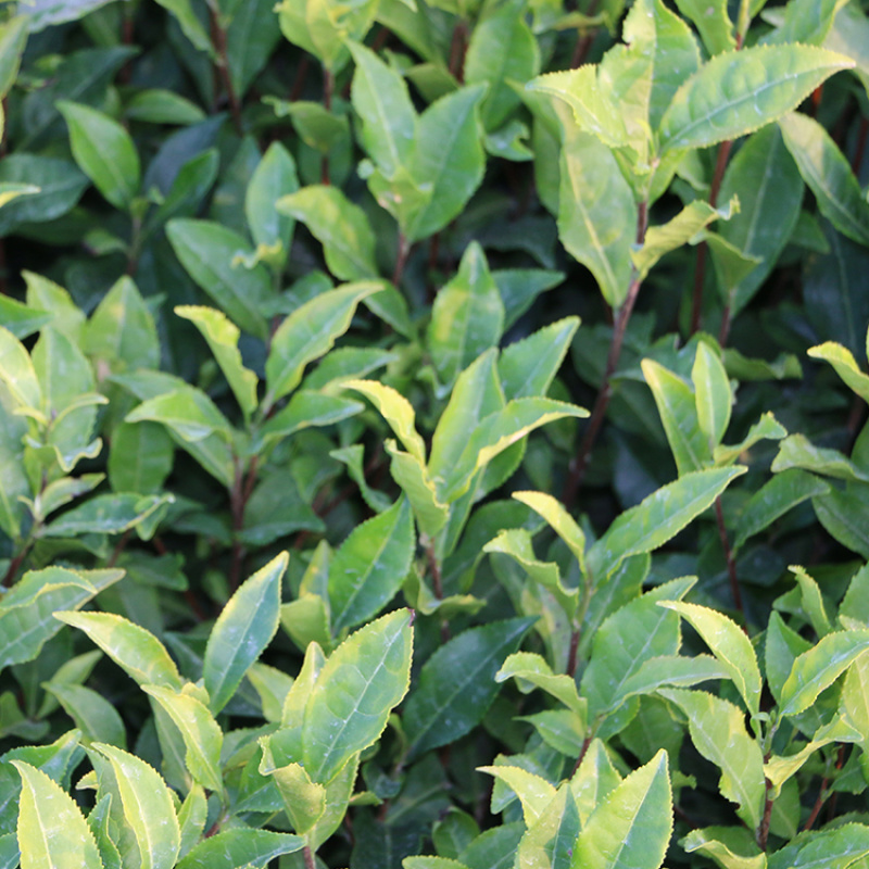 迎霜茶树苗观音绿茶南方种植龙井苗早茶苗福建苗圃直销