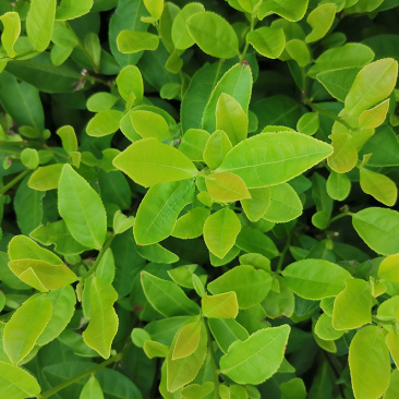 郁金香茶树苗观音绿茶南方种植龙井苗早茶苗福建苗圃直销