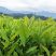 郁金香茶树苗观音绿茶南方种植龙井苗早茶苗福建苗圃直销