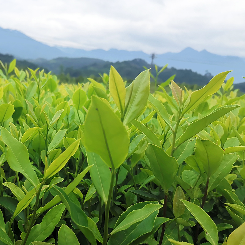 郁金香茶树苗观音绿茶南方种植龙井苗早茶苗福建苗圃直销