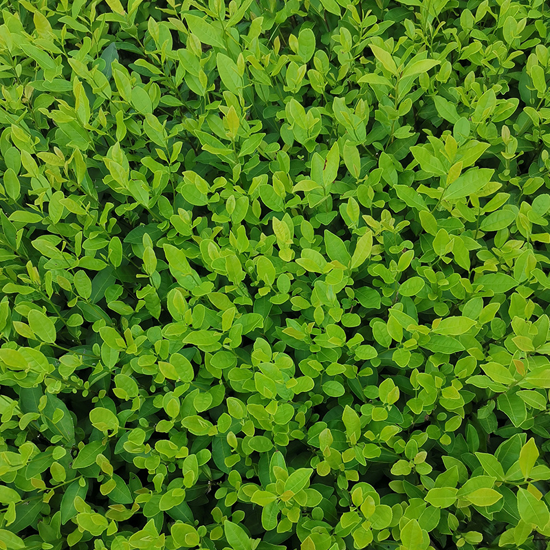 郁金香茶树苗观音绿茶南方种植龙井苗早茶苗福建苗圃直销