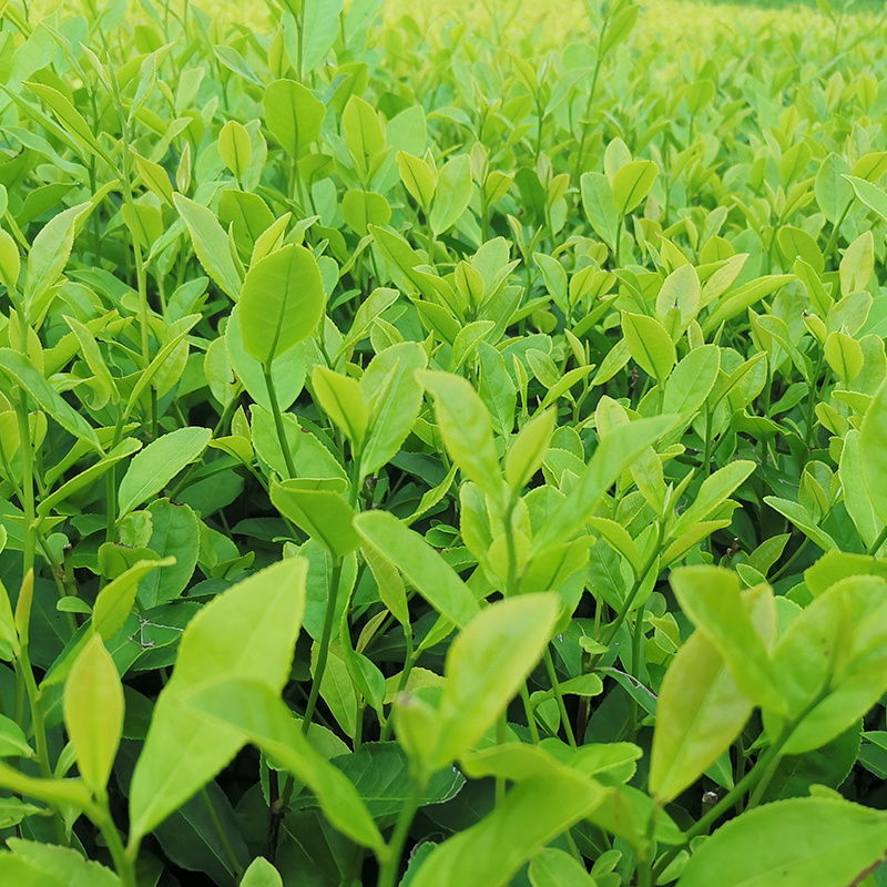 郁金香茶树苗观音绿茶南方种植龙井苗早茶苗福建苗圃直销