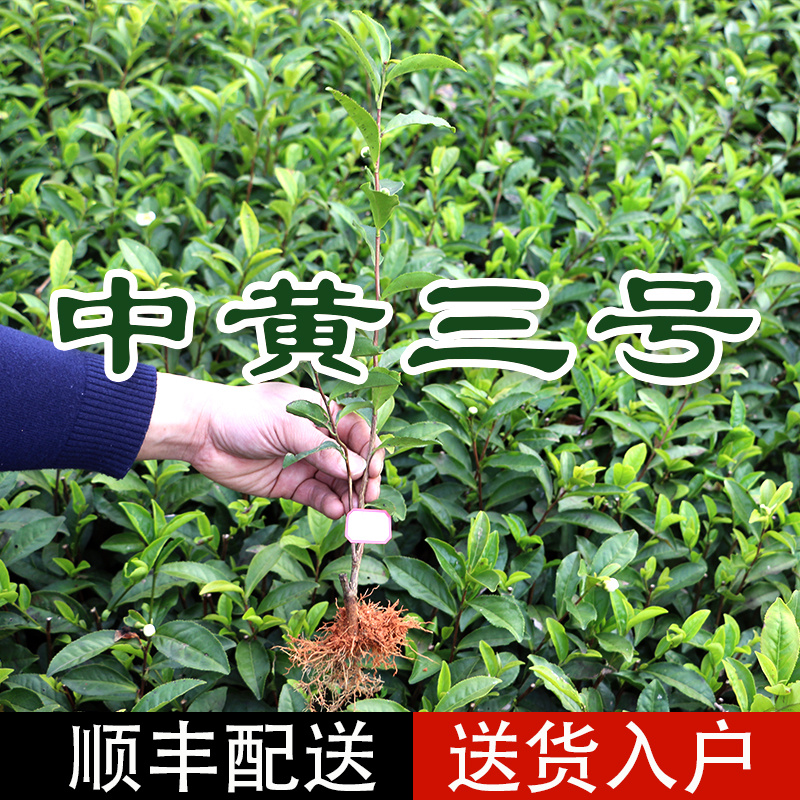中黄3号福建基地批发销一年生夏插茶苗