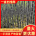 【精品】广西，甘蔗，黑皮甘蔗脆甜可口，品质优良，基地直供