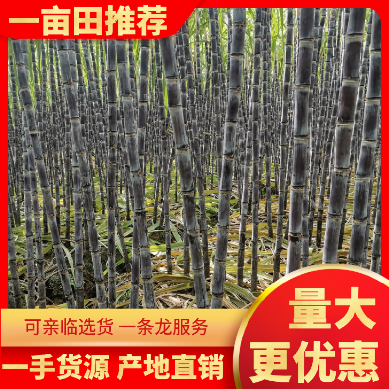 【精品】广西，甘蔗，黑皮甘蔗脆甜可口，品质优良，基地直供