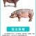 【精选】母猪纯种苏太母猪规格齐全现货出售全国发货