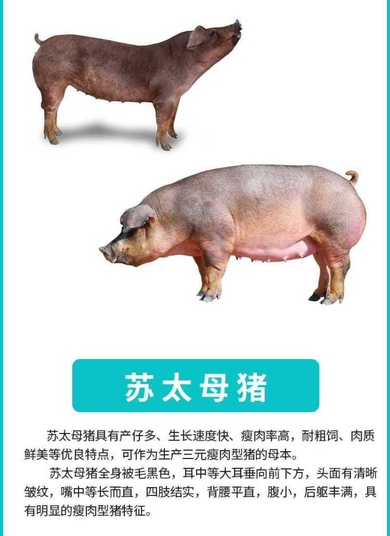 【精选】母猪纯种苏太母猪规格齐全现货出售全国发货