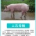 【精品】二元母猪产地直销品质保证包疫苗包技术包存活