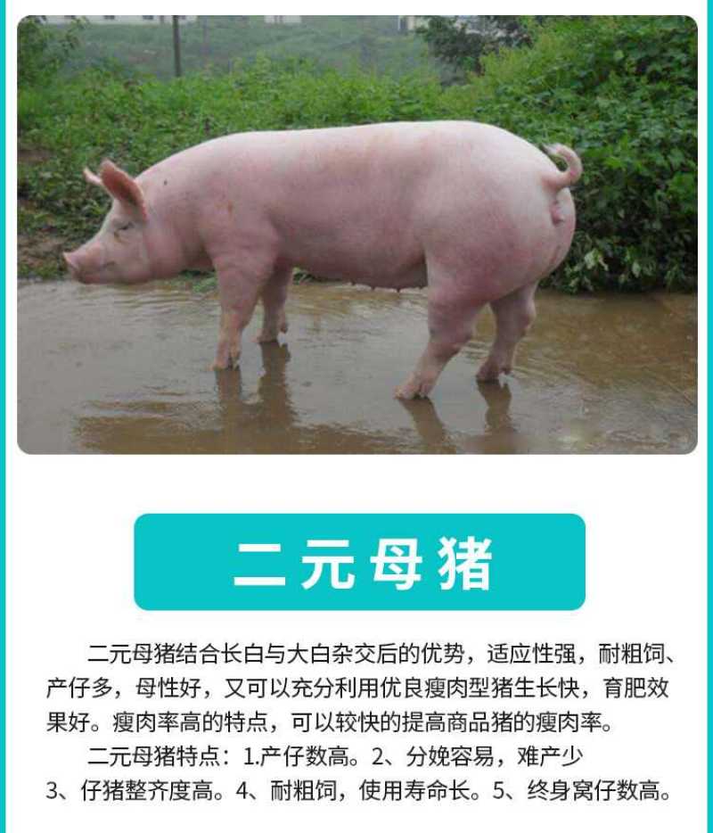 【精品】二元母猪产地直销品质保证包疫苗包技术包存活