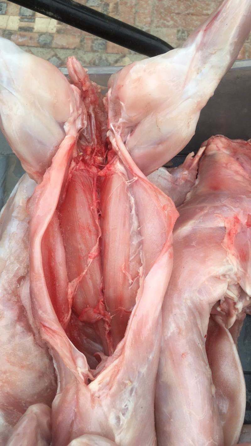 【热卖中】供应白条兔肉冷冻兔肉产品全国发货欢迎致电