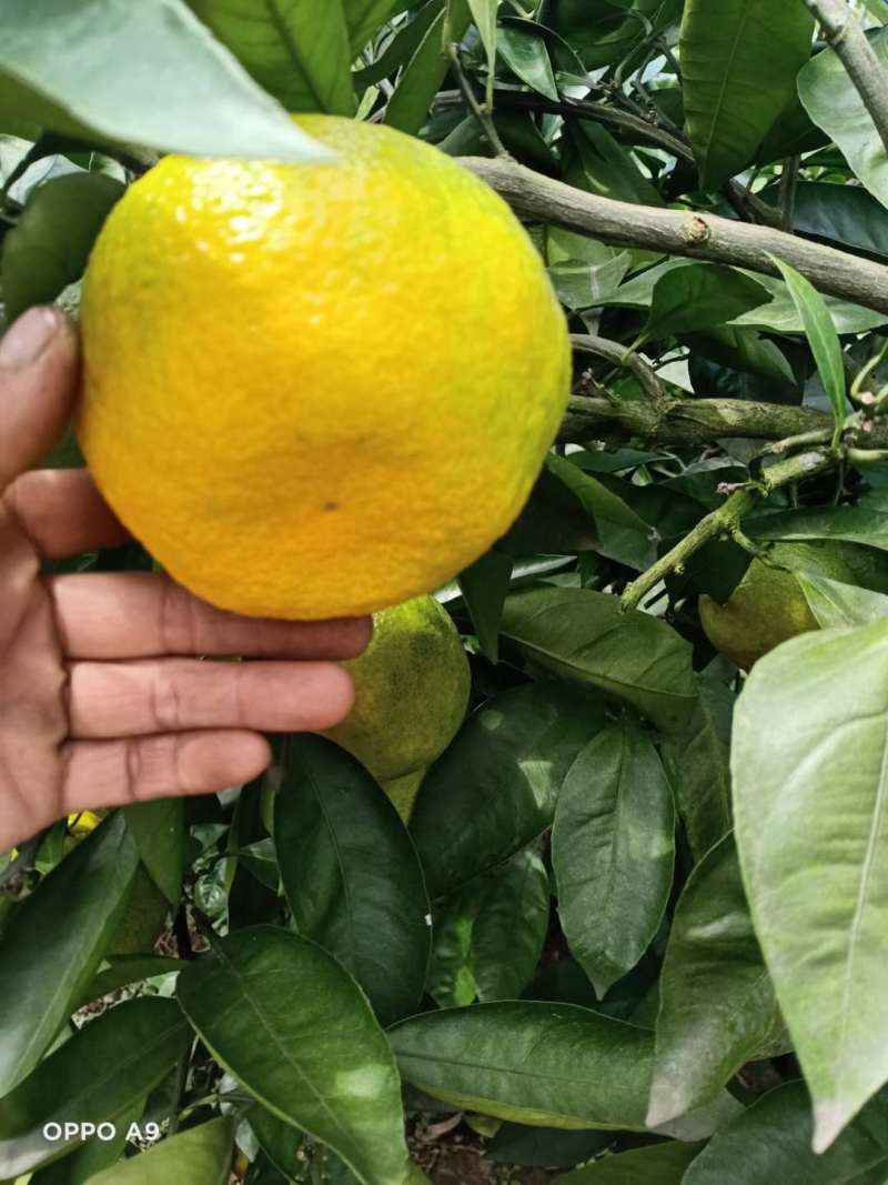【视频看货】蜜橘四川资阳特早蜜橘皮薄多汁一手货源视频拿货