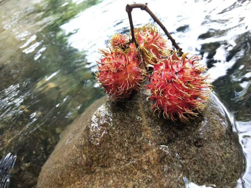 海南保亭当天采摘红毛丹（7号果）一件起批