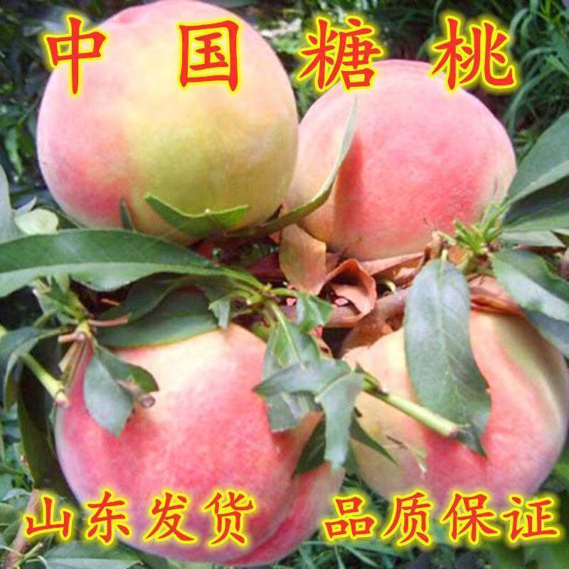 桃树苗中国糖桃树苗糖桃苗甜桃王含糖量高当年结果苗
