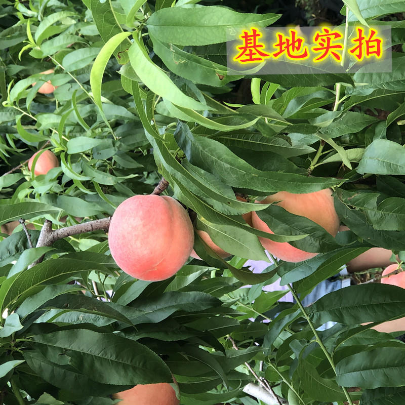 桃树苗中国糖桃树苗糖桃苗甜桃王含糖量高当年结果苗