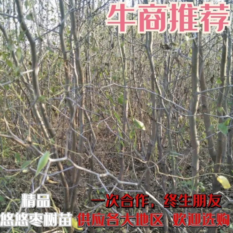 冬桃苗80cm以上产地直供欢迎选购量大从优！