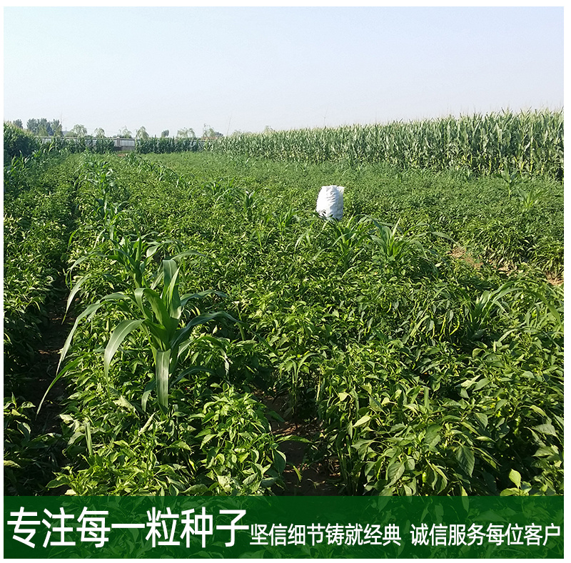 青丽3号线椒辣椒种子青红两用深绿味浓肉厚耐运