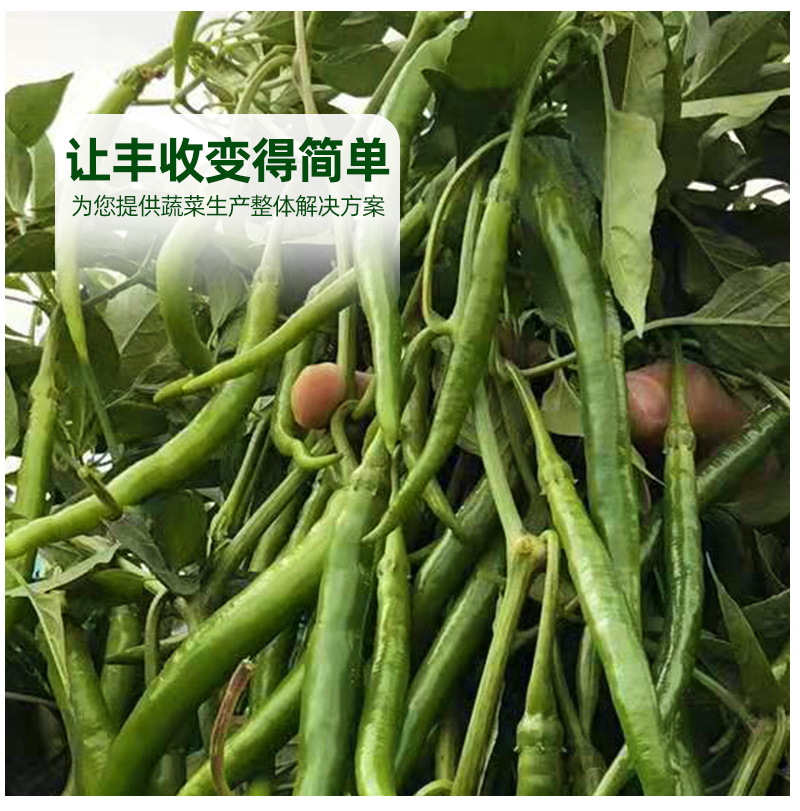 青丽3号线椒辣椒种子青红两用深绿味浓肉厚耐运