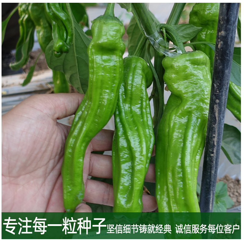 博雅2号薄皮辣椒种子皮薄脆嫩淡绿色微辣口感清脆