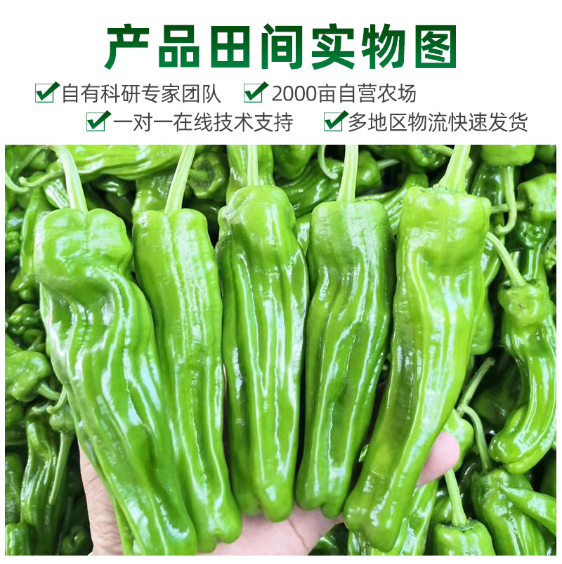 博雅2号薄皮辣椒种子皮薄脆嫩淡绿色微辣口感清脆