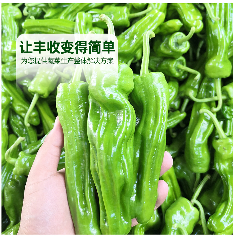 博雅2号薄皮辣椒种子皮薄脆嫩淡绿色微辣口感清脆